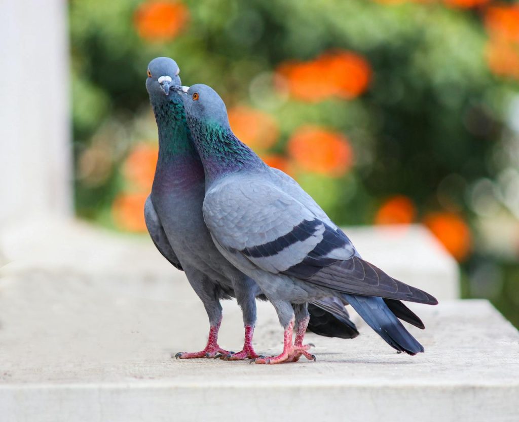 Photo of Two Pigeons