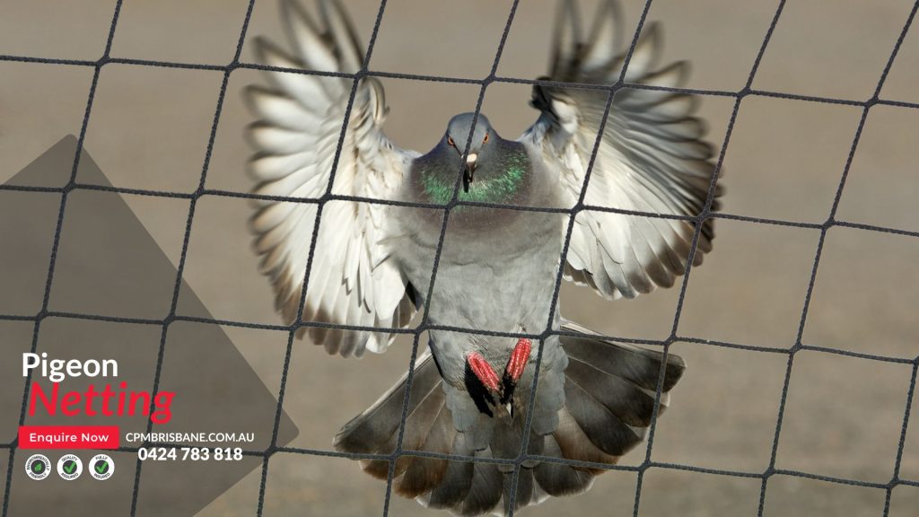 Pigeon Netting Australia